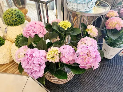 Secret Garden Kwiaciarnia